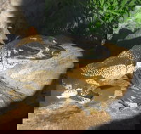 Armadale Reptile Centre - Tourism Canberra