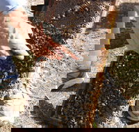 Bees on Keswick Island - Tourism Canberra