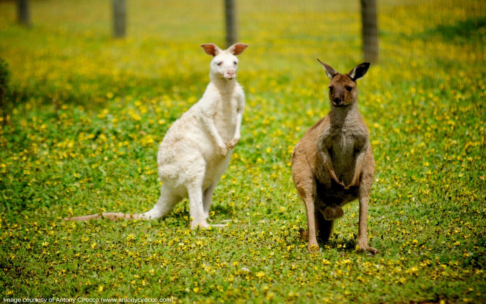 Zoos Nanango QLD Tourism Canberra