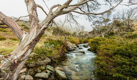 Dead Horse Gap Walking Track - Tourism Canberra 0