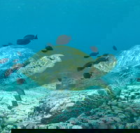 Flinders Reef Dive Site - Tourism Canberra