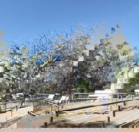 Gregory's Tree Timber Creek - Tourism Canberra