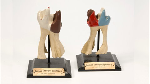 Henry Forman Atkinson Dental Museum - Tourism Canberra 0