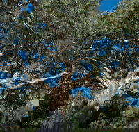 Holey Plains State Park - Tourism Canberra