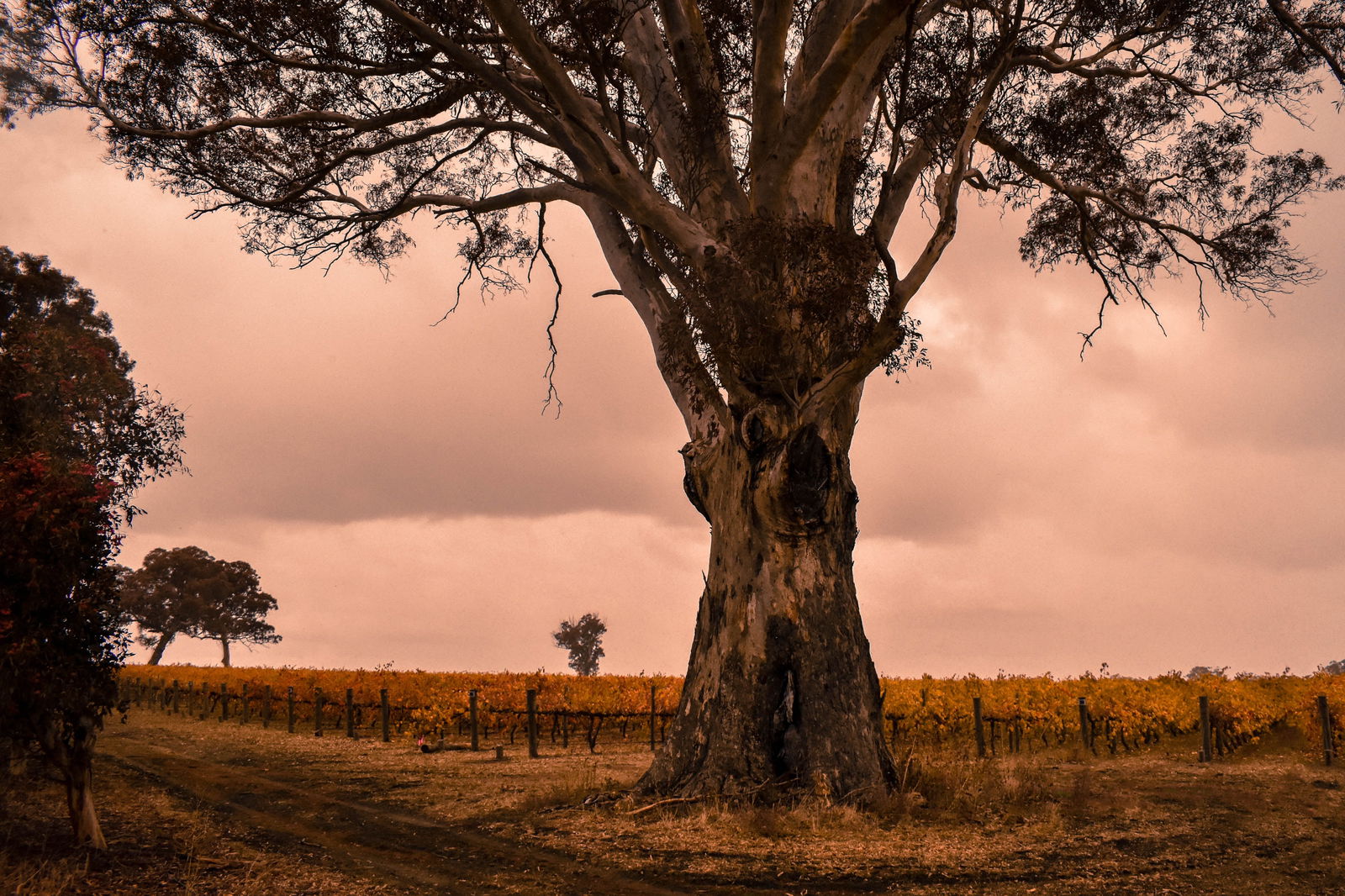 Wolseley SA Tourism Canberra