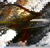 Jamieson Significant Trees - Tourism Canberra