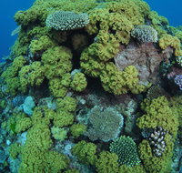 Keeper Reef Dive Site - Tourism Canberra