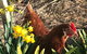 Lessismore Farm Afternoon Farmer - thumb 2