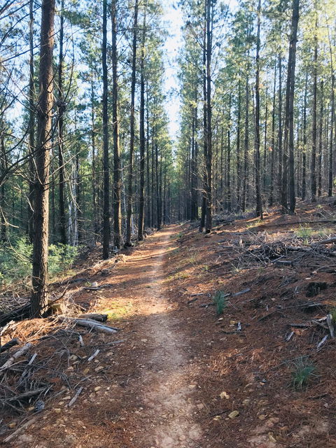 Mountain Bike Trails Tumbarumba - Tourism Canberra 1