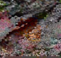 Pelorus and Orpheus Islands - Tourism Canberra