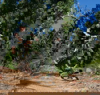 Scorpion Trail Kalamunda Mountain Bike Trails - Tourism Canberra