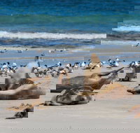 Seal Bay - Tourism Canberra