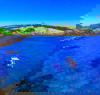 Snorkelling Montague Island - Tourism Canberra