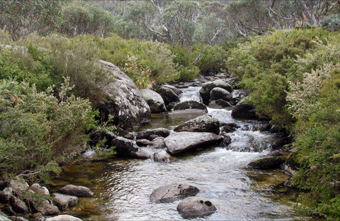Thredbo River Track - Tourism Canberra 0