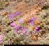 Walpa Gorge walk - Tourism Canberra