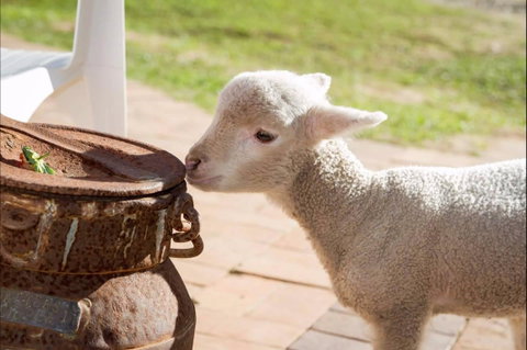 White Ridge Farm - Tourism Canberra 2