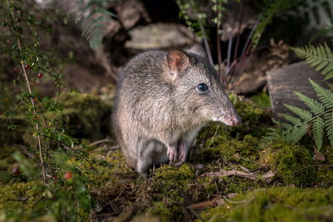 Wildlife Wonders - Tourism Canberra 0