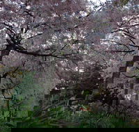Wildwood Garden - Tourism Canberra