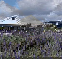 Amandine Lavender - Tourism Canberra