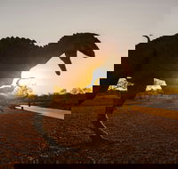 Australian Dinosaur Trail - Tourism Canberra