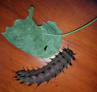 Batchelor Butterfly Farm  Pet Garden - Tourism Canberra