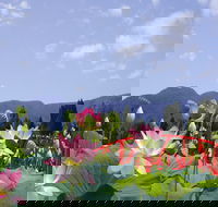 Blue Lotus Water Garden - Tourism Canberra