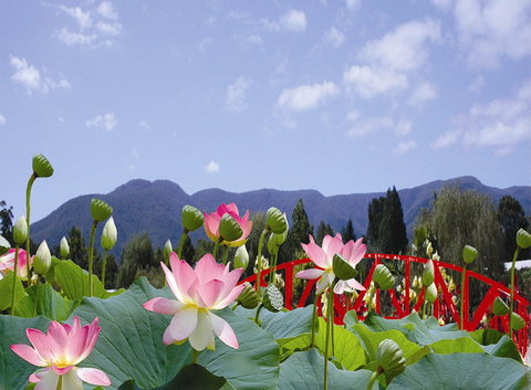 Blue Lotus Water Garden - Tourism Canberra 0