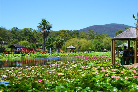 Blue Lotus Water Garden - Tourism Canberra 1
