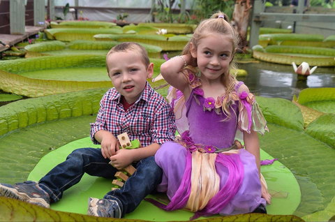 Blue Lotus Water Garden - Tourism Canberra 2