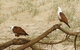 Broadwater National Park - thumb 2