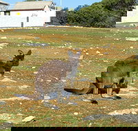 Cape Borda Lightstation - Flinders Chase National Park - Tourism Canberra