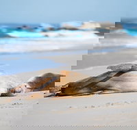 Cape Gantheaume Conservation Park and Wilderness Protection Area - Tourism Canberra