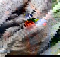 Cumberland State Forest - Tourism Canberra