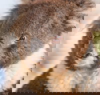 Kyabram Fauna Park - Tourism Canberra