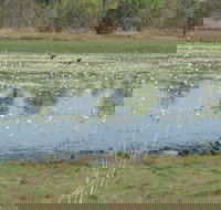 Leaning Tree Lagoon Nature Park - Tourism Canberra