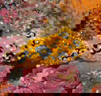 Magic Mountain Dive Site - Tourism Canberra