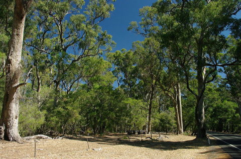 Maidens Tuart Forest - Tourism Canberra 0