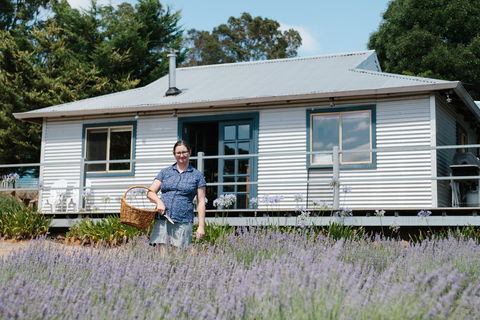 Nannup Lavender Farm - Tourism Canberra 1