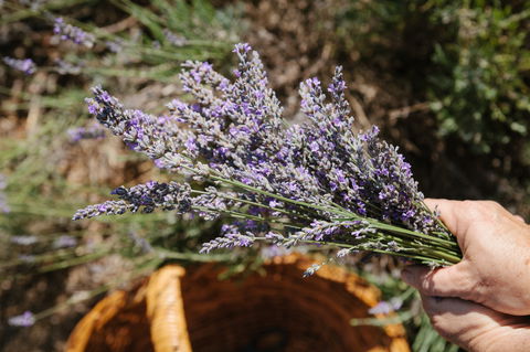 Nannup Lavender Farm - Tourism Canberra 2