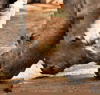 National Zoo  Aquarium - Tourism Canberra