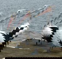 Pelican Feeding - Tourism Canberra