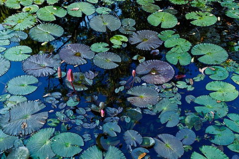 Pine Creek Water Gardens - Tourism Canberra 0