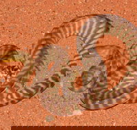 Red Desert Reptiles - Tourism Canberra