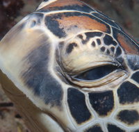 Turtle Bommie - Tourism Canberra