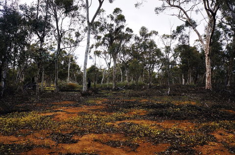 Woylie Walk, Dryandra Woodland - Tourism Canberra 0