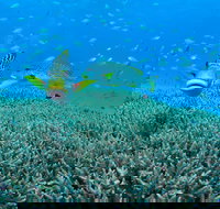 Wreck Bay Dive Site - Tourism Canberra