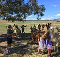 Alpaca Magic Stud - Tourism Canberra