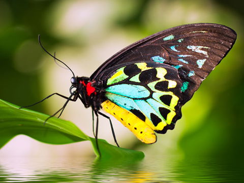 Australian Butterfly Sanctuary - Tourism Canberra 1
