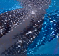 Coastal Water Dive - Tourism Canberra