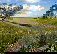 Coorow Wildflower Drive - Tourism Canberra